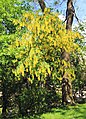 Laburnum alpinum