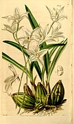 Laelia albida - Curtis' 68 (N.S. 15) pl. 3957 (1842).jpg