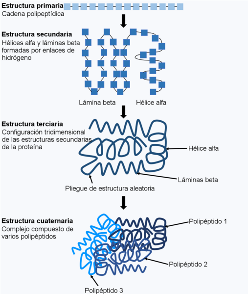 File:Protein folding figure-es.png