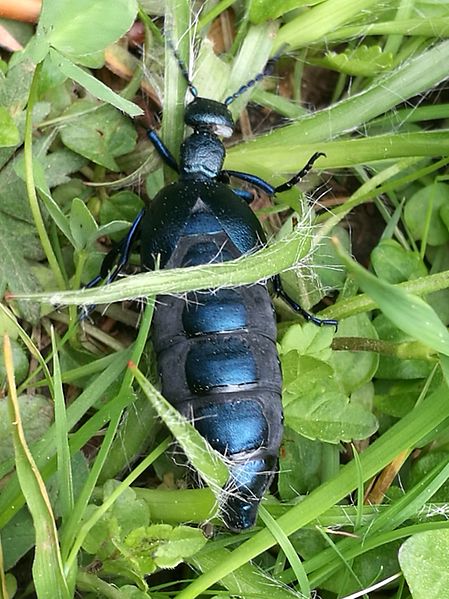 File:Schwarzblauer Ölkäfer.jpg