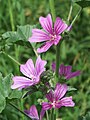 Malva silvestre