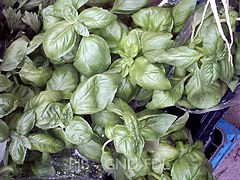 210704 basilikum-ocimum-basilicum-marktware 1-640x480.jpg