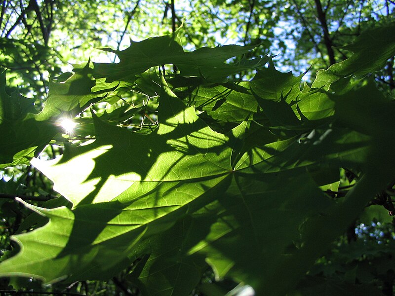 File:Maple leaves in May in Helsinki.jpg