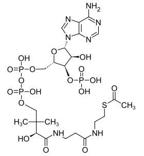 Strukturformel von Acetyl-Coenzym A