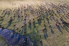 Buffalos at Hürmetçi Wetlands