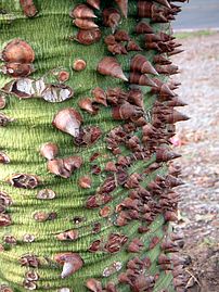 Detalle del tronco espinoso