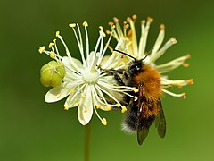 Bombus hypnorum