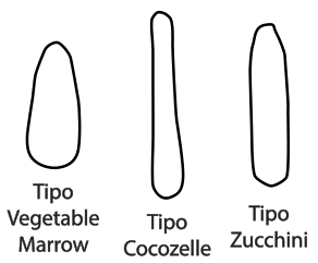 Diferencias relativas entre C. pepo vegetable marrow, cocozelle y zucchini en la clasificación de 1986 (Paris 1986[15]​).