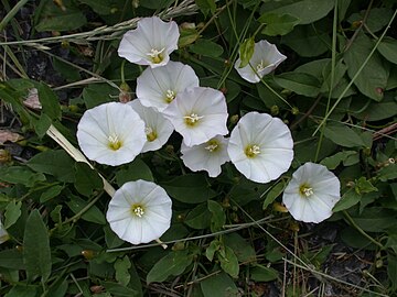 apró szulák (Convolvulus arvensis)