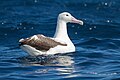 Southern royal albatross (Diomedea epomophora)