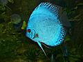 Discus hybride bleu.