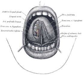 The mouth cavity. (Longitudinalis inferior labeled at bottom left.)