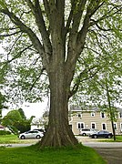 Hatfield Elm Tree, Hatfield, MA - May 2020.jpg