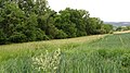 Bewaldete Löss-Schlucht und Wiesenstreifen von Nordwesten