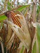 Zea mays