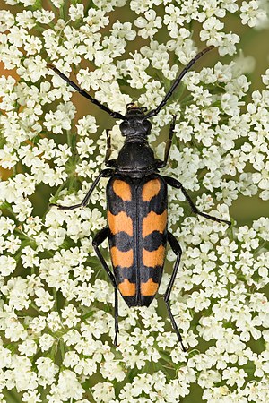 Leptura quadrifasciata