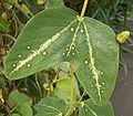 Passiflora pardifolia