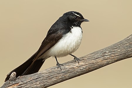 Willie wagtail