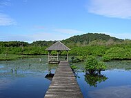 Mangrove di lembangan Hutan hujan Amazon, French guiana.