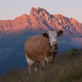 Image illustrative de l’article Pie rouge des Montagnes