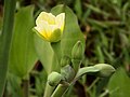 キバナオモダカ（オモダカ科）の花