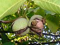 "fruit and foliage"