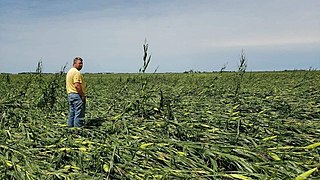 2020aug-derecho-damage-Scranton-Iowa.jpg