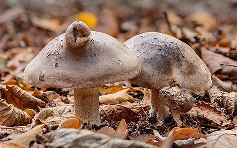 Clitocybe nebularis with deformity on the cap