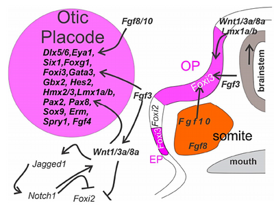 Inductie oorplacode