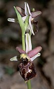 Ophrys tyrrhena