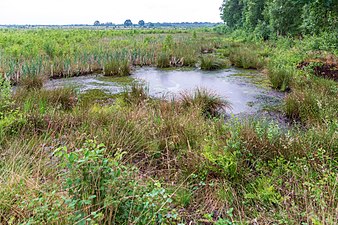 Naturschutzgebiet „Torfkanal und Randmoore“