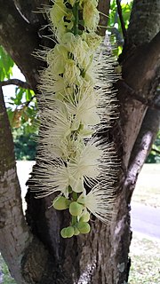 Thumbnail for File:Barringtonia calyptrata flowers 2.jpg