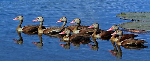 Black-bellied whistling ducks