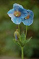 National flower of Bhutan