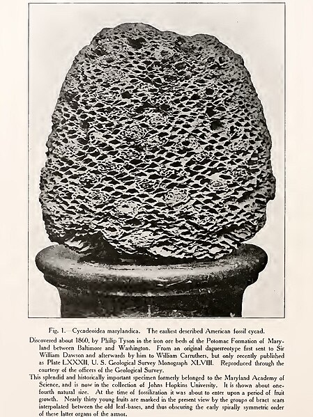 File:Cycadeoidea marylandica, the earliest described American fossil cycad - from, American Fossil Cycads published in August 1906 (IA americanfossilcy01wiel) (page 20 crop).jpg