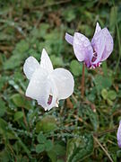 Cyclamen hederifolium & Cyclamen hederifolium 'Album'.