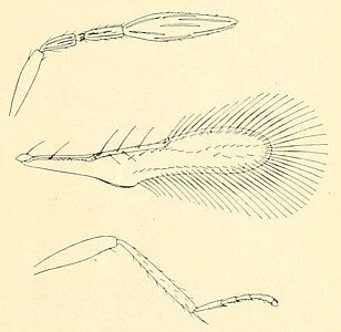 Antenna, fore wing, and middle leg of a female Cales noacki