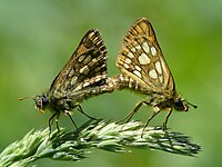 Mating