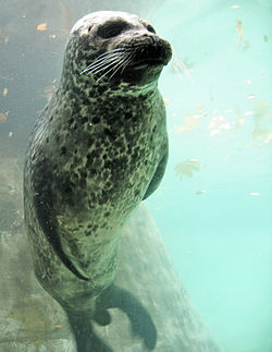 Randal (Phoca vitulina)