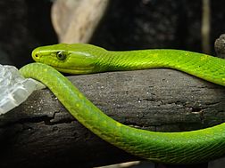 Mamba vert d'Afrique de l'Est.