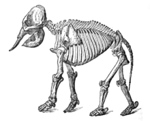 ElephantSkelLyd2.png