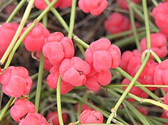 Cones femininos maduros de Ephedra distachya.