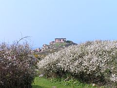 Plantennoù war an enez.