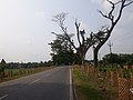 Grand Trunk Road towards Burdwan from Hooghly