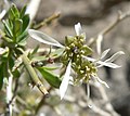 Glossopetalon spinescens (Crossosomataceae)