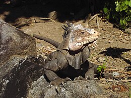 Kis-antilláki leguán (Iguana delicatissima)