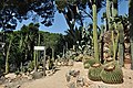 * Nomination area of cactus in the gardens of the castle of cap roig in the province of gerona-Catalonia-Spain --Alberto-g-rovi 06:44, 22 December 2013 (UTC) * Promotion Just ok --Poco a poco 09:33, 22 December 2013 (UTC)