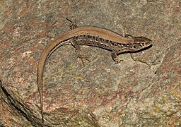 Lacerta agilis ssp. argus femia en Ucraína