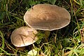 Ryzec bukový (Lactarius fluens)