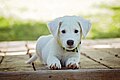 White puppy